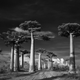 Illustration for article titled Extraordinary pictures of the most ancient trees on Earth
